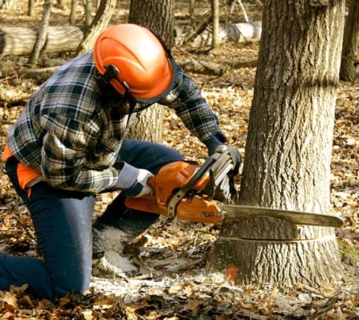 Tree Removal in Hebron, NH